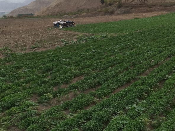 Alquiler fundo terreno con Panel sola en Supe, Barranca